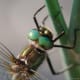 Stunning Green Eyes - Click on the image to display a larger image.