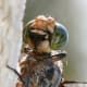 Rare is the photo that displays the underside of a dragonfly. Click on the image to display a larger image.