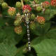 Notice the intricate pattern on the body of this dragonfly. Click on the image to display a larger image.