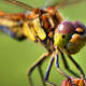 The legs of this dragonfly has a vibrant blue stripe. Click on the image to display a larger image.