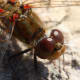 Macrophotography of this dragonfly allows us to observe the colors on the plate behind the eyes.