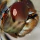 The compound eyes and furred face and body are clearly displayed by this image of a common Darter Dragonfly. Notice also the very small antenna. Click on the image to display a larger image.