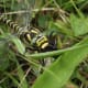 Dragonfly eating a Bumble Bee. Click on the image to display a larger image.