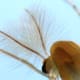 Notice the antenna of this midge. A midge is so small people often overlook them, so to be able to see their antenna this detailed is a true treat. This image exhibits the true advantages of macrophotography.