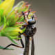 The hairs on the body of this robber is longer than its antenna. Notice also the segments of the body.