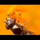 Hoverfly: The antenna of this fly is very unique.