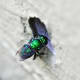 macrophotograpy-of-flying-insects