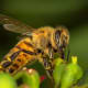 This bee is sprinkled with pollen. It has started its collection on its rear legs.