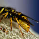 Notice the hair on this wasp's body, and the drops of water hanging from its wings.