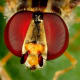 Many insect's eyes are disproportionately large compared to the rest of their head and bodies. Their compound eyes are displayed very well in this image.