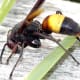 The ribbing that is apparent on its armor-like body behind its wings is a sight provided by macrophotography.