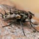 Fly: The hair on the body of this fly is clearly displayed in this image.