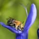 macrophotograpy-of-flying-insects