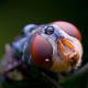 This image clearly shows how insects could be the inspiration for some alien characters we have seen in the movies.