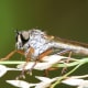 Robber: This image shows interesting (toes) appendages on the end of its feet.