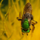 macrophotograpy-of-flying-insects
