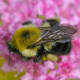 It is amazing that wings so small can keep a body so large in the air.