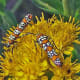 Webworm moths (Atteva punctella) feed on stiff goldenrod