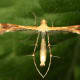 A very interesting insect indeed! It poses with its hind legs encircling its body. Notice the hairs extending from the wings, and the appendages extending from the legs.
