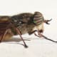 Fly: Notice the stripes on this insect's eyes.