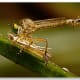 Robber Fly Dining on a Moth