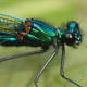 Banded demoiselle damselfly (Calopteryx splendens) - The photographer that took this picture felt that this was the most beautiful insect in his part of the world. The colors are truly breath-taking.