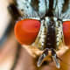 This is a face that only a mother could love. This fly has very short antenna.