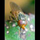 The mouth of this insect is very peculiar.