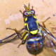 The eyes of this wasp looks like a fireworks display.