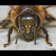 Bee: Notice the segmented antenna. It is coated with pollen.