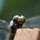 Notice the eyes and the mouth parts on this dragonfly.