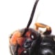Notice the texture on the antenna, the hair on the insect and the U-shaped eyes.