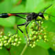 Digger Waso, Ammophila sabulosa nipponica: This insect's slender abdomen, barbed legs, and pointed mouth creates and interesting view.