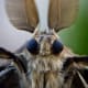Macrophotography allows us to view this moth's antennas with extreme clarity. This view reminds me of a startled rabbit.