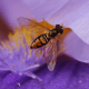 macrophotograpy-of-flying-insects