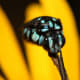 Cloak and Dagger Cuckoo Bee