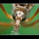 The eyes of this Crane Fly is a sight to behold. Notice also the hair on the mouth parts and the texture on the legs.