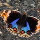 Male Blue Pansy Brushfooted Butterfly
