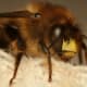 Notice the changes in the hair's density on different parts of this bee's body.