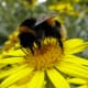 It is interesting to note that the bee has sent its antenna down into the flower also.