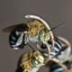 Blue Banded Bee