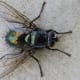 Green Bush Fly: Notice the hairs on its body, the coloration of its body, and the veining of its wings.