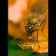 macrophotograpy-of-flying-insects