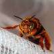 Teddy Bear Bee