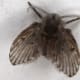 The intricate detail in this insect's wings is truly beautiful. Notice the hair on the wings and the interesting antenna.