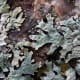 The beauty of this lichen goes beyond its delicate appearance, frilly shape and muted variations in color. Its beauty is further enhanced by its unusual veined texture.