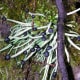 This interesting combination of lichen almost looks like matches.
