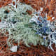Notice the wonderful textures of this lichen and the blue color on parts of it.