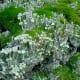 A green algae and a lichen fungi that have come together to form a lichen.