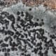 A gray lichen with black fruiting bodies, Porpida cineroatra or Lecidella elaeochroma.